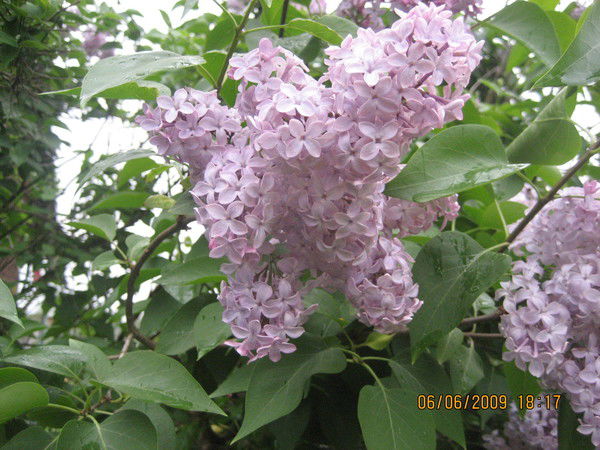 Ольга Федотова