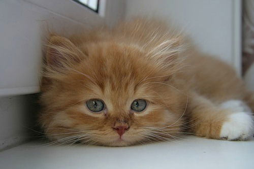 Евгения Филиппова