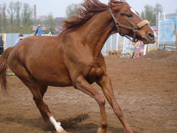 Саша Саткевич
