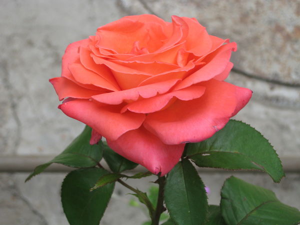 Бруня Павлин