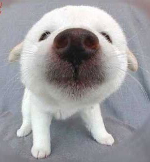 Алексей Подопригора