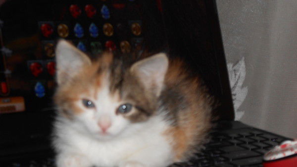 Ольга Волкова