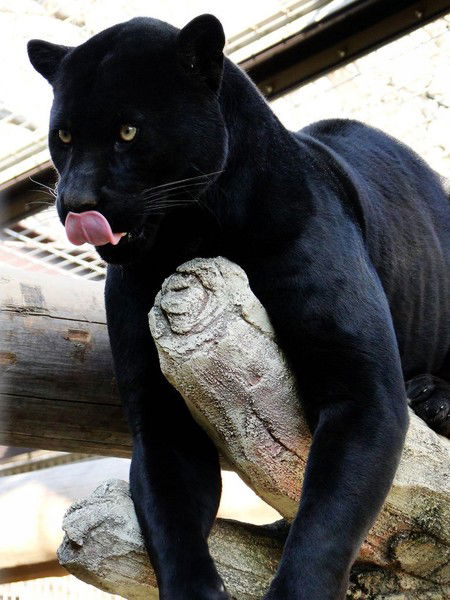 Анастасия Мяу