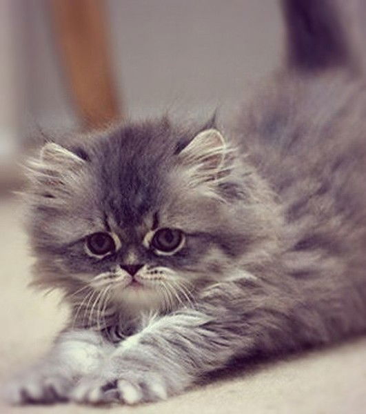 Оксана Озерова