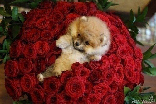 Екатерина Савченко