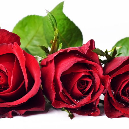 Ирина Иванова