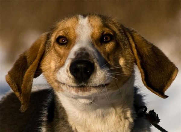 Виктор Сивцев