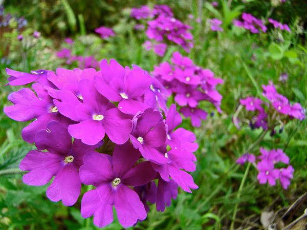 Арзыгул Рахимова