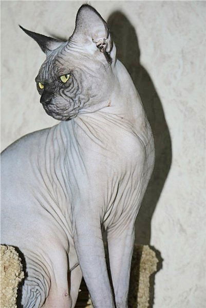 Елена Мальцева