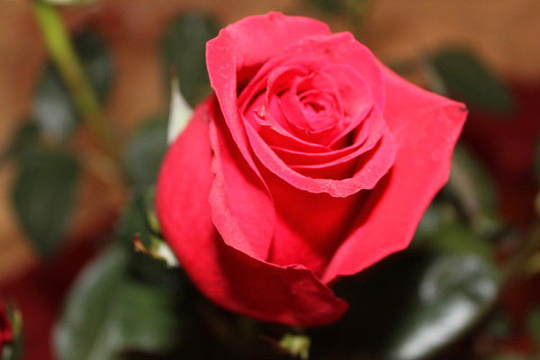 Екатерира Ивахникова