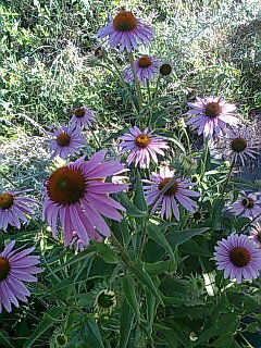 Наталья Чередник