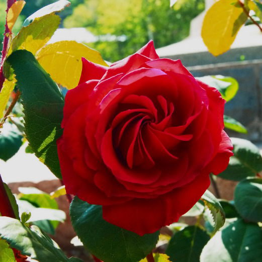 Елена Барановская