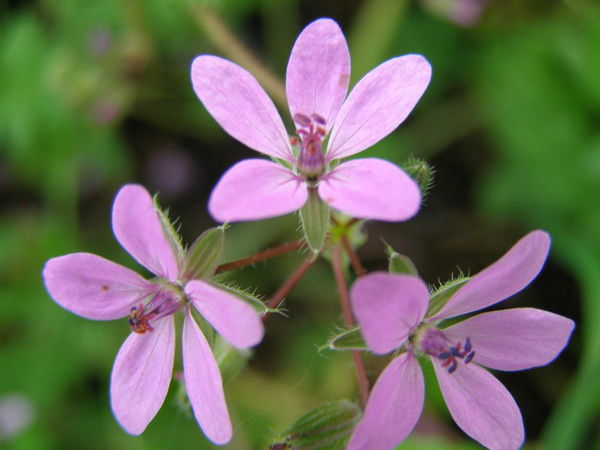 Светлана Коновалова