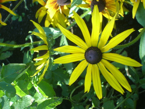 Регина Киреева