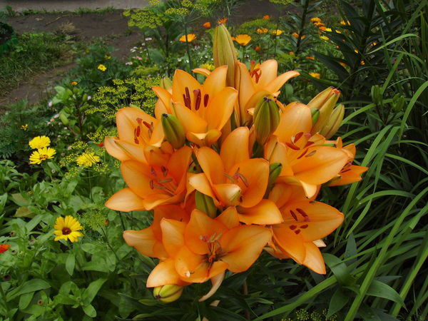 Маргарита Орлова