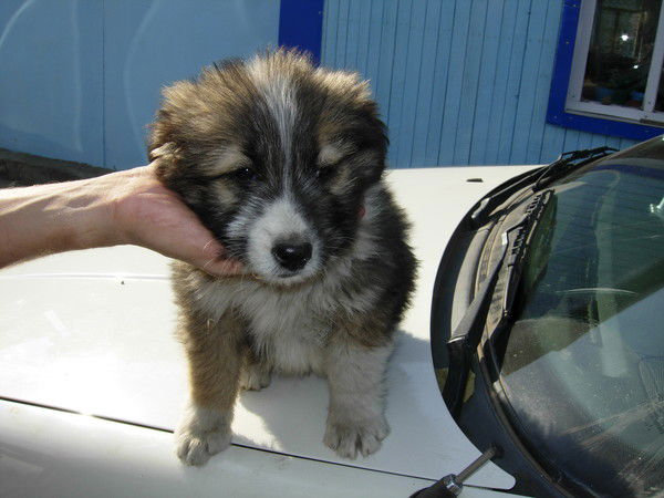 Галина Карабкина