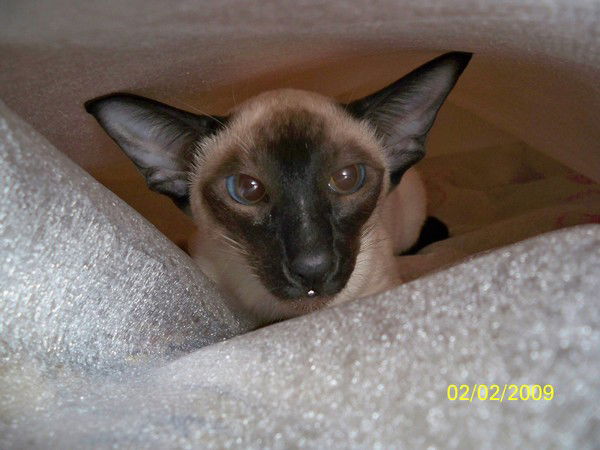 Татьяна Демидова