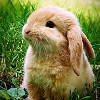 Анастасия Платицина