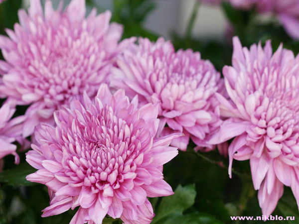 Марья Бавланова