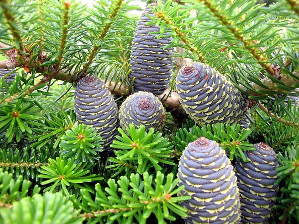 Кедр Бухгалтерия