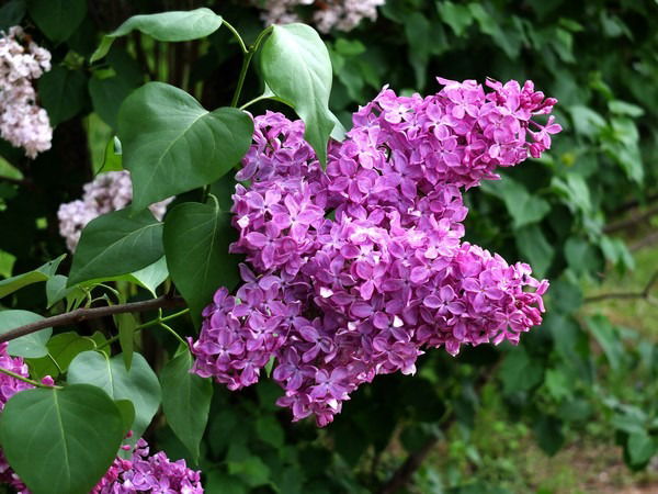 Вера Петрова