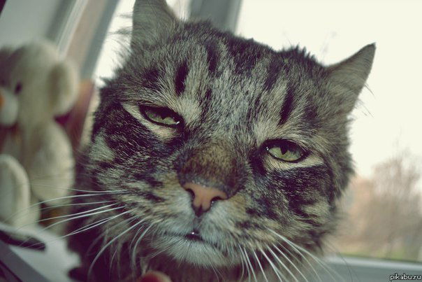 Алексей Кабанов