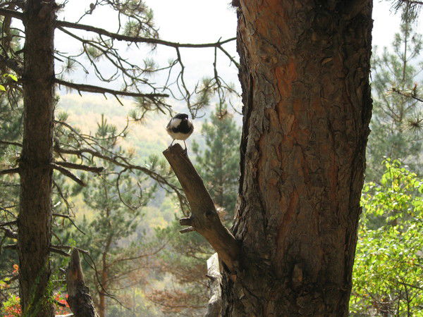 Ирина Куповых