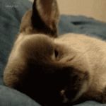 Людмила Яковлева