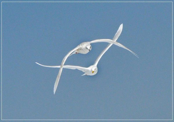 Cвета Антипова