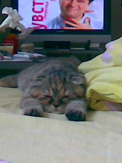 Дима Жиляков