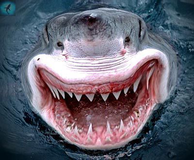 Илья Душенков