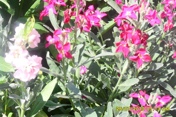 Darikha_Abilmazhinova