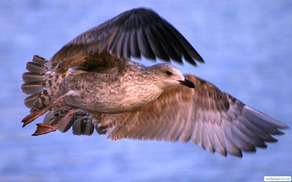 Елена Бугаева