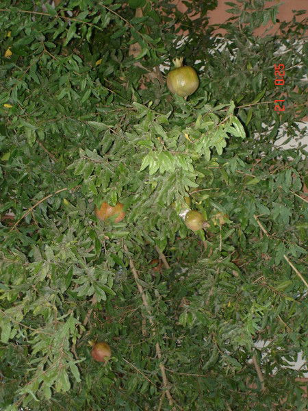 Константин **********