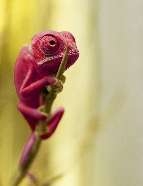 Хамелеон Португал