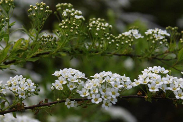 Галина Гатина