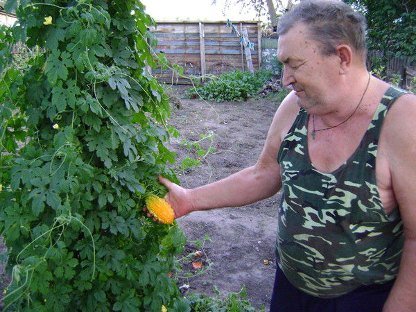 Старый Дед Старый Дед