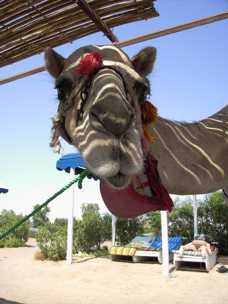 Серёга Серёга