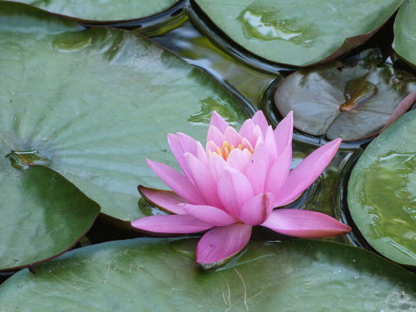 Ирина Королева