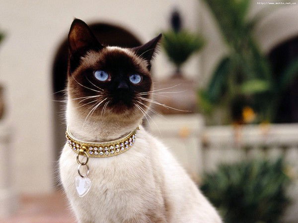 Елена Гафиятуллина