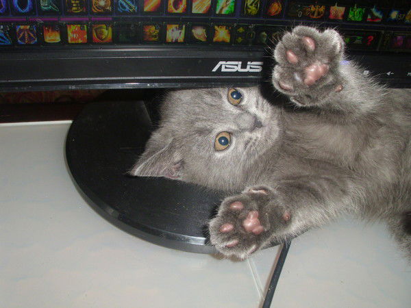 Елена Смирнова