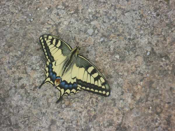 Aлия Итенякова