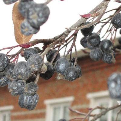 Ксения Трифонова