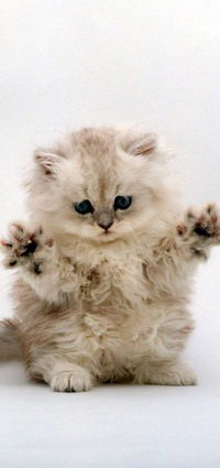 Диана Чернова