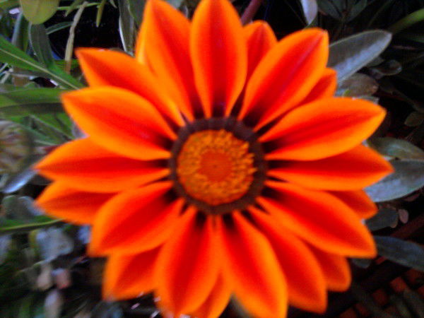 Анюта Анденко