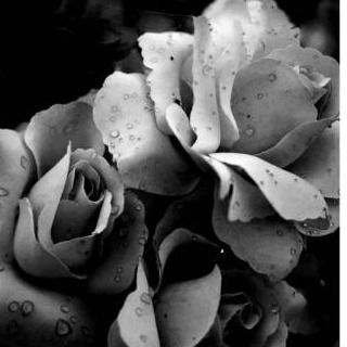 Вікна Чорний Острів