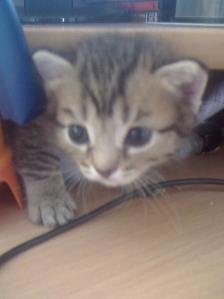 Костян Коптев