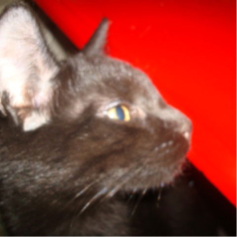 Елена Лунегова