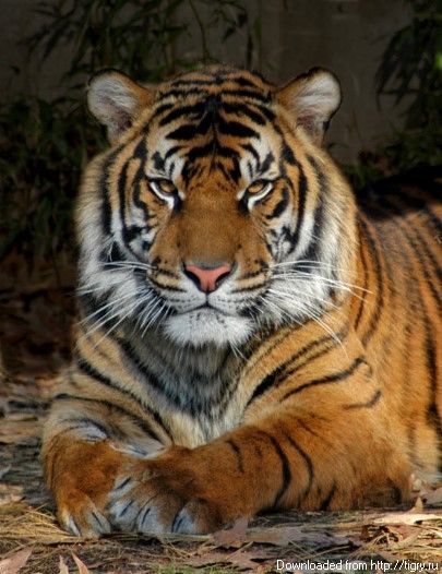 Андрей Писарев