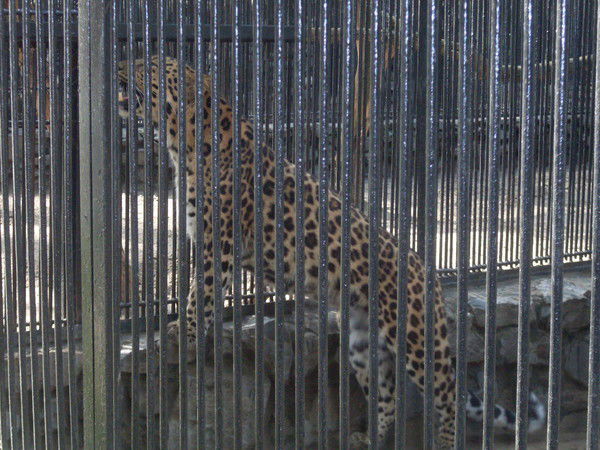 Аня Каправчук